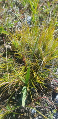 Leymus chinensis
