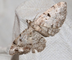 Eupithecia abietaria