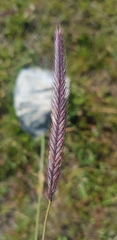 Hordeum brevisubulatum