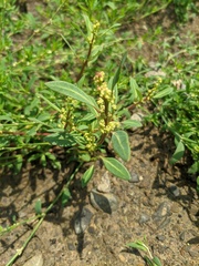 Atriplex gmelinii