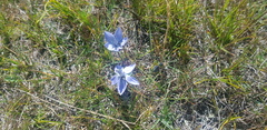 Lomatogonium carinthiacum