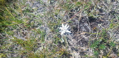 Leontopodium leontopodioides