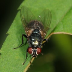 Eudasyphora