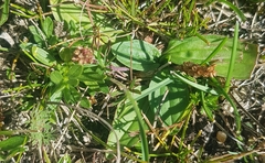 Plantago depressa