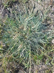 Festuca lenensis