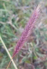 Hordeum brevisubulatum