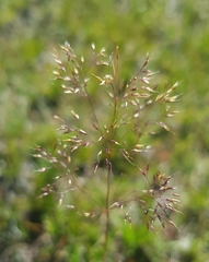 Agrostis vinealis trinii