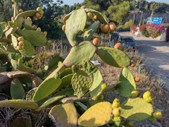 Opuntia ficus-indica