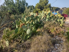 Opuntia ficus-indica