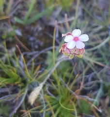 Androsace filiformis