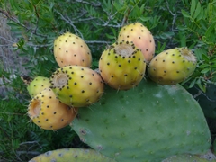 Opuntia ficus-indica