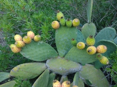 Opuntia ficus-indica