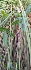 Hardenbergia