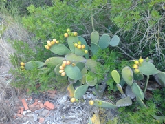 Opuntia ficus-indica