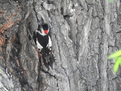 Dendrocopos syriacus