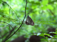 Parantica aglea aglea