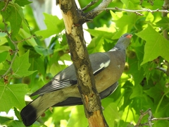 Columba palumbus