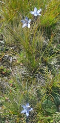 Lomatogonium carinthiacum