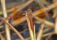 Brachythemis contaminata