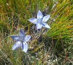 Lomatogonium carinthiacum