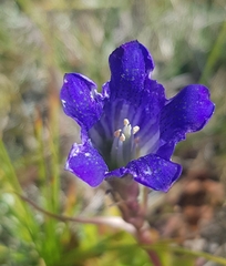 Gentiana decumbens