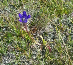Gentiana decumbens