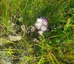 Leontopodium leontopodioides