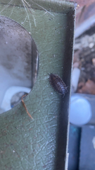 Oniscus asellus
