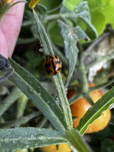 Small Transverse Ladybird Beetle