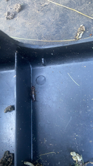 Forficula auricularia