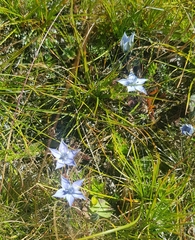 Lomatogonium rotatum