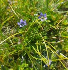 Gentiana prostrata