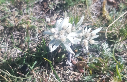 Leontopodium leontopodioides (Leontopodium leontopodioides)