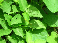 Ceriagrion coromandelianum