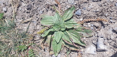 Plantago depressa