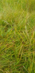 Carex enervis