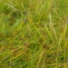 Carex enervis - Photo (c) Urgamal Magsar, algunos derechos reservados (CC BY), subido por Urgamal Magsar
