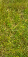 Carex microglochin