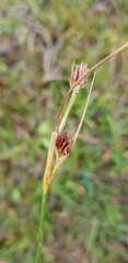 Juncus castaneus leucochlamys