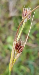 Juncus castaneus leucochlamys