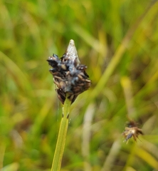 Carex simpliciuscula