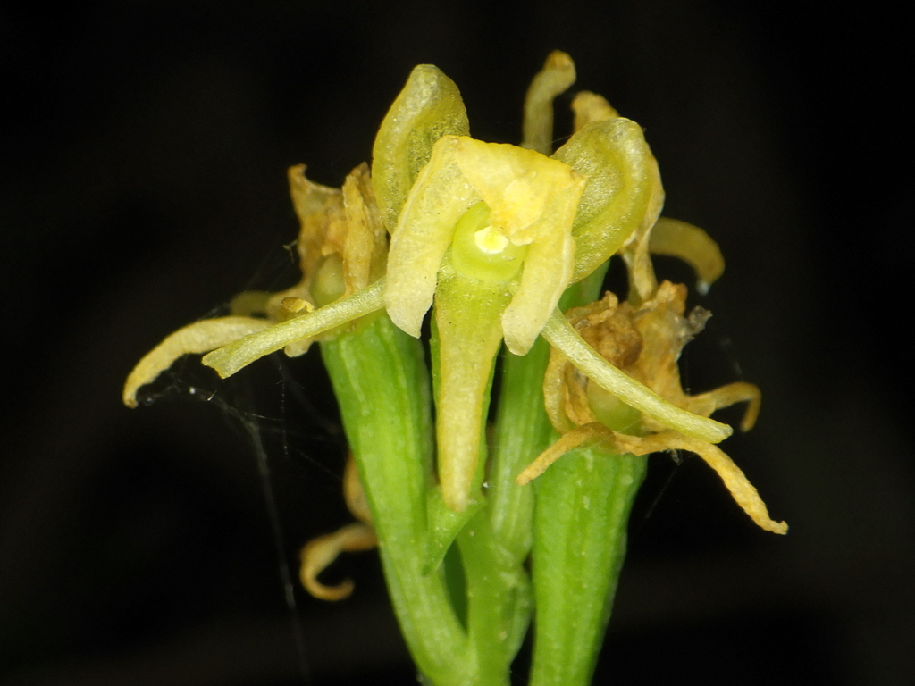 Crepidium