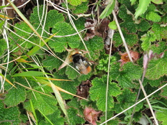 Bombus formosellus