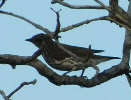 Violet-backed Starling