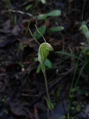 Pterostylis crispula