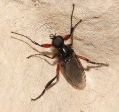 Bibio pomonae