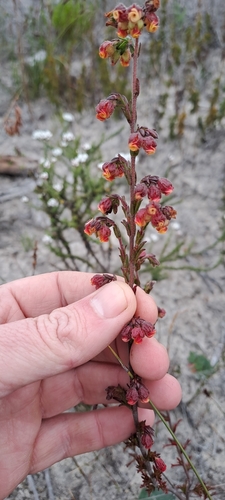 Image of Hermannia flammea by (c) Eugene Hahndiek, some rights reserved (CC BY-SA)