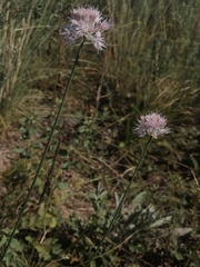 Allium strictum