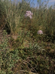 Allium strictum
