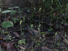 Pterostylis crispula